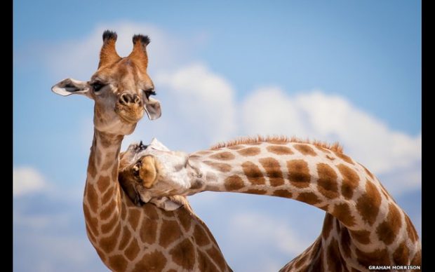 Casal de Girafas felizes alegram o dia de qualquer um